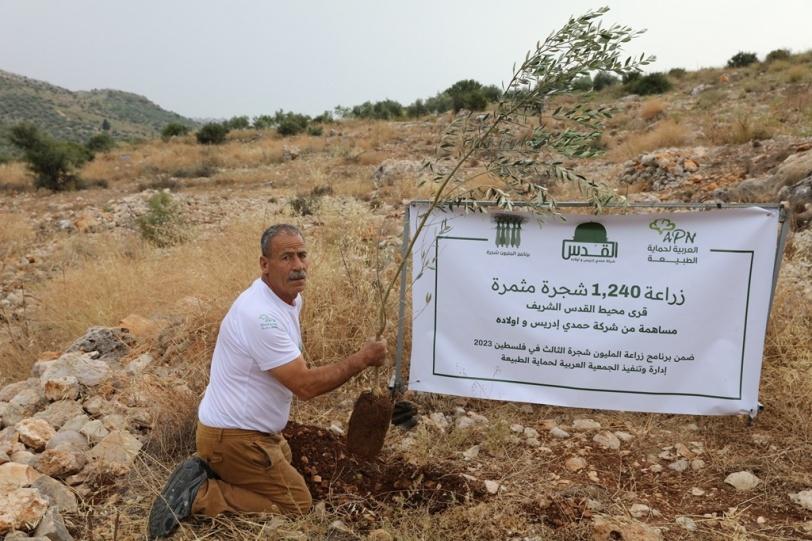 زيتون